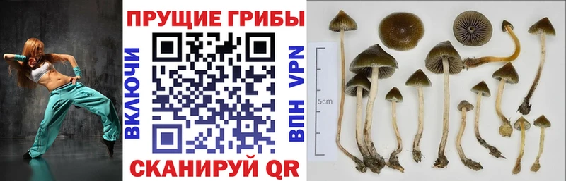 Галлюциногенные грибы мицелий  Купить закладки  Кущёвская 